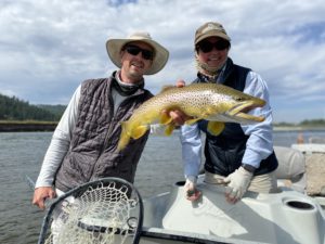 Brown trout caught on the Yellowstone River