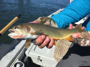 Cutthroat Trout caught off the Boulder and Stillwater Rivers
