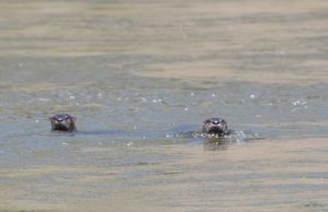 montana fishing report